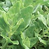 Spinach New Zealand - Warrigal Greens